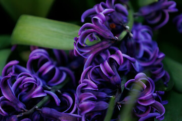 Beautiful tulips growing in field. Closeup of tulip. Flowers in variety in summer garden