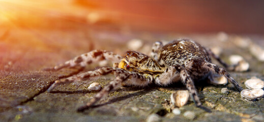 Photo of Lycosa singoriensis, black hair tarantula on the tree stump with sun