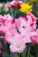 Beautiful tulips growing in field. Closeup of tulip. Flowers in variety in summer garden