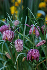 Beautiful tulips growing in field. Closeup of tulip. Flowers in variety in summer garden