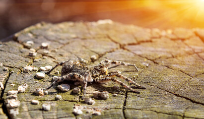 Photo of Lycosa singoriensis, black hair tarantula on the tree stump with sun