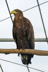 Photo of brown eagle standing on the stick in the zoo