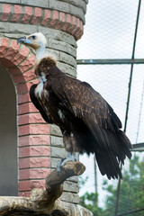 Photo of white had griffin in the zoo