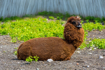 Photo of brown lama on the ground with tree in the zoo