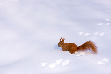 Photo of little red squirrel on the snow in the park