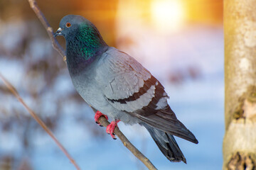 Photo of dove in winter in the forest with sun