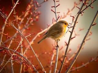 robin on branch