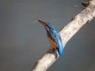 kingfisher on a branch