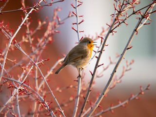 robin on branch
