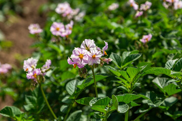 Obraz na płótnie Canvas Close up pink flower of potato crop