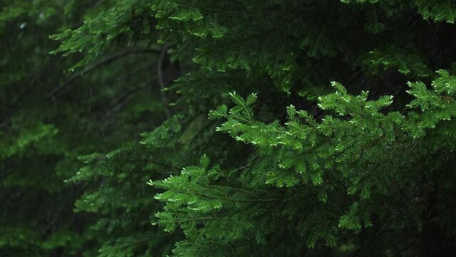 Rain falling on conifers. Moody clip with shallow dof. Shot at 60 fps and rendered at 30 fps, half speed 4K clip.