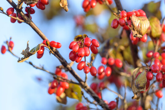 Red fruits of cornus officinalis, Beginning ripe Japanese cornelian cherry, on the tree