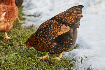 A brown chicken nibbles grass emerging from under the melting snow.