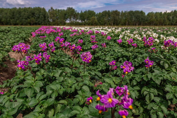 Close up purle flower of potato crop