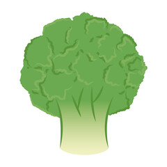 Isolated colored broccoli icon flat design Vector