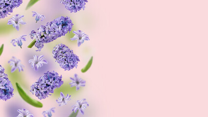 A picture with purple hyacinth flowers and green leaves flying in the air on the pink background. Levitation concept. Floating petals. Greeting card with wedding, women's day, mother's day. Copy space