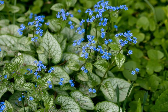 Brunnera macrophylla. Large green leaves and inflorescences with small blue flowers have formed continuous thickets.