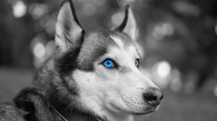 siberian husky dog