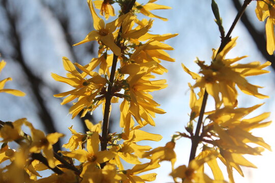 Forsythia shrub in full bloom with yellow flowers in early spring