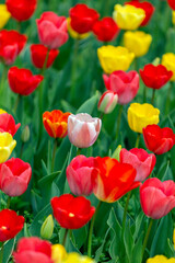 Colourful tulip garden