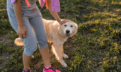 Portrait of white big dog . White alabai dog looking at camera. sunny summer in sunset. love and care for the pet.