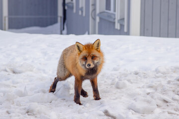 Fototapeta premium red fox in the snow