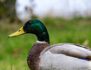 Mallard duck on the river bank