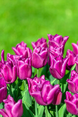 Obraz na płótnie Canvas Colourful tulip garden