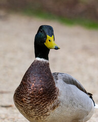 Mallard duck on the river bank
