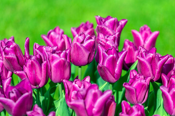 Colourful tulip garden