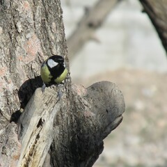 Obraz premium woodpecker on tree