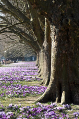 there are many trees growing close in the park and lilac crocuses below on a spring day. Poland