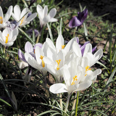 a bush of white crocuses grows in the park in spring