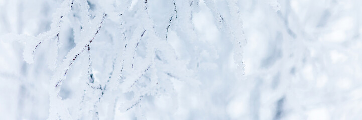 Snow and rime ice on the branches of bushes. Beautiful winter background with trees covered with hoarfrost. Plants in the park are covered with hoar frost. Cold snowy weather. Cool frosting texture.