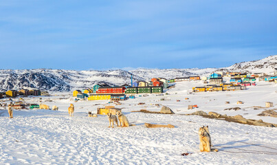 Sledding dogs and Inuit houses on the rocky hills covered in snow, Ilulissat, Avannaata municipality, Greenland © vadim.nefedov