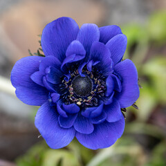 blue anemone flower in the garden