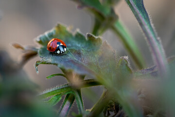 ladybird on a leaf