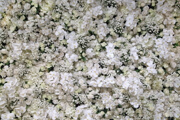 texture of orchids and other white flowers