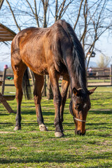 Obraz premium horse on a meadow