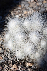Close up of a cactus in Arizona