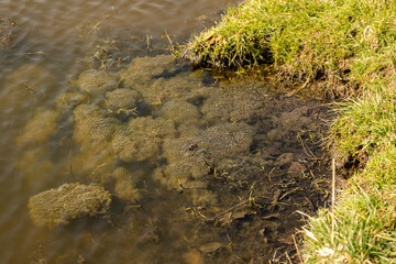 frog spawn in a natural dew pond