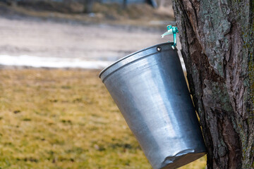 Collecting sap to make maple syrup