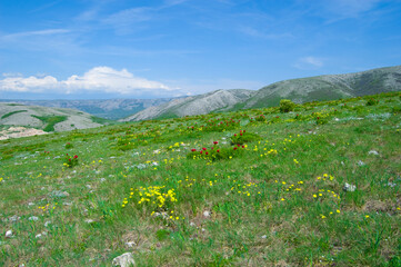 An inspiring scenic summer field landscape.