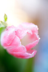 Fresh spring tulip flowers with water drops