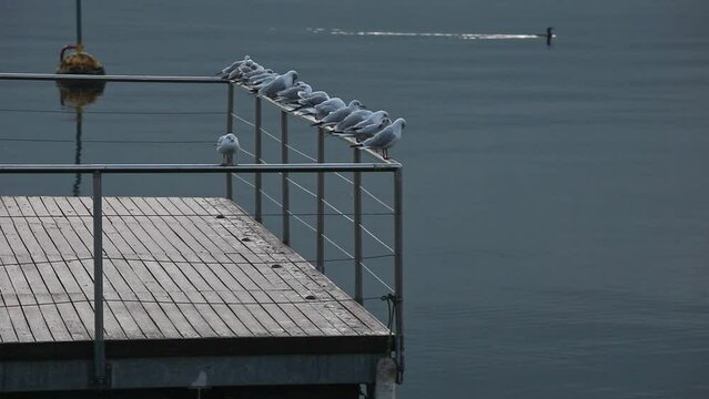 Seagulls in a row placed on the fence of a pier at sunrise. Lugano Lake, Switzerland