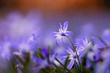Ground level flowers in magical light, can be used as natural blurred background.