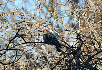 Bird on a branch
