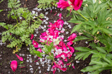 Hail after hailstorm on ground in garden. Many ice balls on pink flower petal after summer thunderstorm