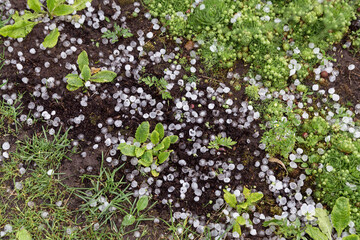 Hail after hailstorm on soil ground in garden with young little plants. Ice balls after spring thunderstorm