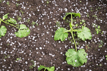 Hail after hailstorm on soil ground in garden with little young cucumber plants. Ice balls after spring thunderstorm